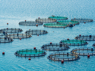 Australia can lead the world in fish farming.