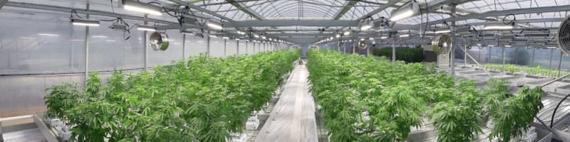 Cannatrek's glasshouse facilities are in Shepparton, Victoria.