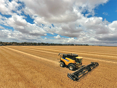Australian wheat and pulses are in high demand in India. Image: SEPWA.