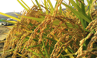 Agribusiness mergers and acquisitions are trending up in both volume and PE ratios.