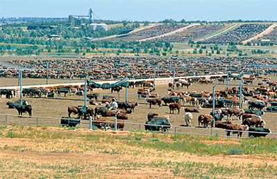 Cattle may be transported to or from a feed-lot as part of the supply chain. Image: CSIRO.