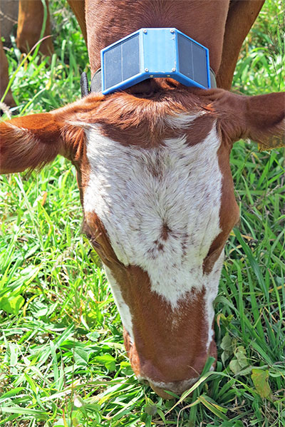 This solar-powered wireless cattle collar gathers information about the animal's location and behaviour. Image: CSIRO.