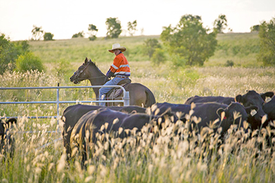 New Acland's original coal mining stages have already been rehabilitated into high quality cattle pasturelands. Image: New Hope Coal.