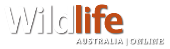 Wildlife Australia | ONLINE