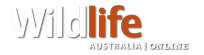 Wildlife Australia | ONLINE